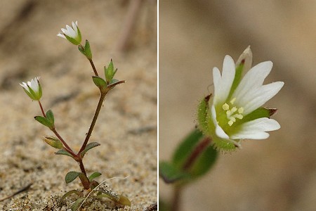 Vieux-Boucau (Landes), 10 mars 2007