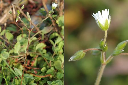 Montenois (Doubs), 15 octobre 2006