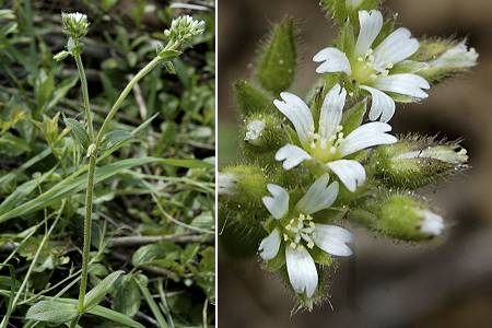 Montenois (Doubs), 2 mai 2005