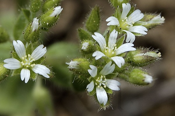 Montenois (Doubs), 2 mai 2005