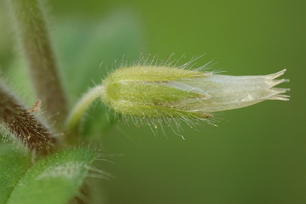 Longevelle (Doubs), 11 octobre 2006