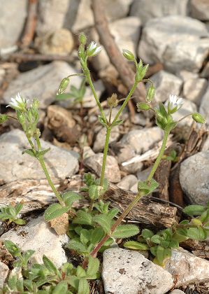 Massif d'Allauch (Bouches-du-Rh�ne), 28 avril 2008