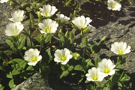 Col Saint Martin, Queyras (Hautes-Alpes), 11 juillet 1998