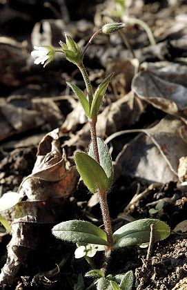 Montenois (Doubs), 2 mai 2005