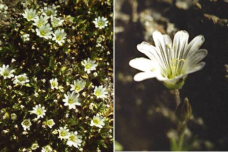 Incudine (Corse), 18 juillet 1998