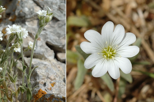 Pont-de-Roide, les Roches (Doubs), 9 mai 2008