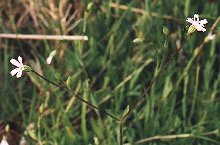 Roccapina (Corse), 1 mai 1995