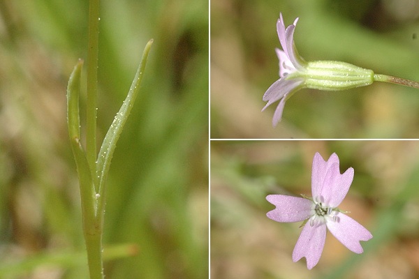 Vers le col de Bavella (Corse), 24 juuin 2016