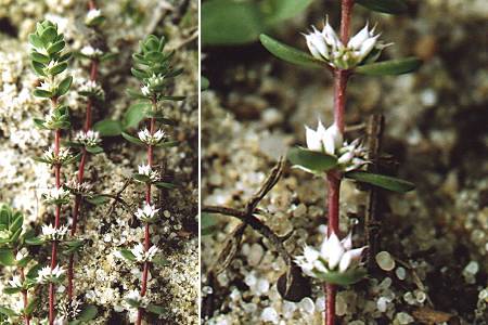 Solfrino (Landes), 26 juillet 2002