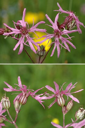 Saulnot (Haute-Saône), 20 mai 2007