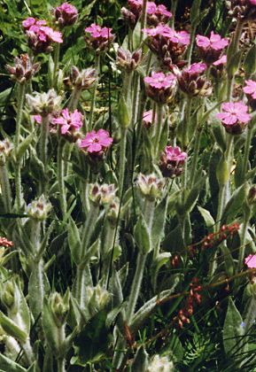 Vallon d'Ambin (Savoie), 16 juillet 1992