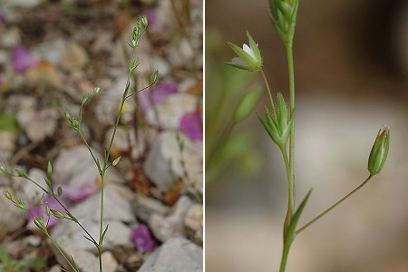 Massif d'Allauch (Bouches-du-Rh�ne), 28 avril 2008