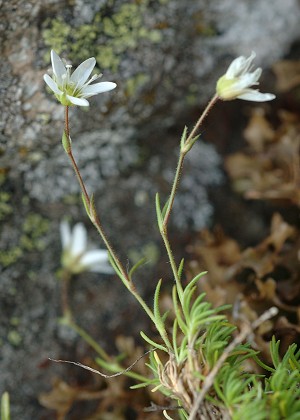 Bonneval (Savoie), 1 août 2014