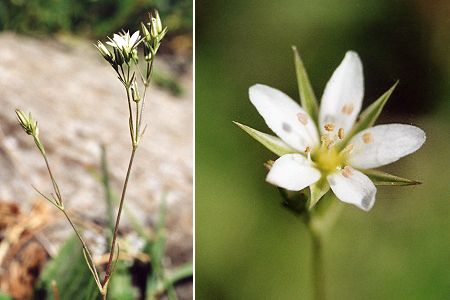 Roche Ecroulée, Queyras (Hautes-Alpes), 9 juillet 2001