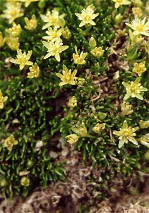 Du col Vieux au col Agnel, Queyras (Hautes-Alpes), 11 juillet 2001