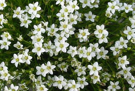 Alpenstein (Suisse), 27 juin 2010 [photo : J. Gaudillière]