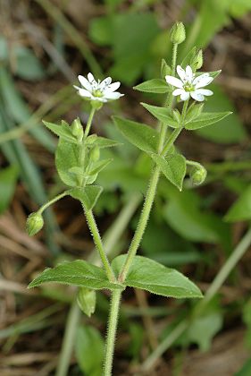 Lougres (Doubs), 4 juillet 2005