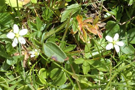 Bessans, vers le refuge de l'Avérole (Savoie), 31 juillet 2014
