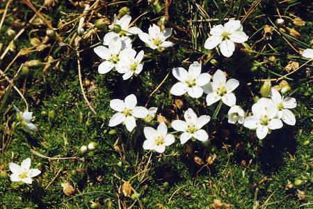 Incudine (Corse), 19 juillet 1998