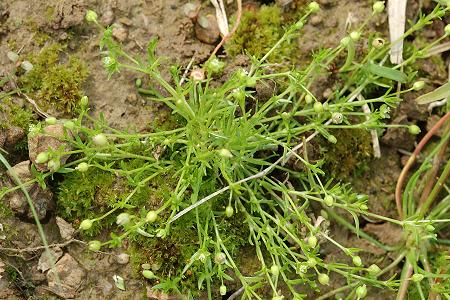 Villers-sous-Saulnot (Haute-Saône), 4 juin 2006