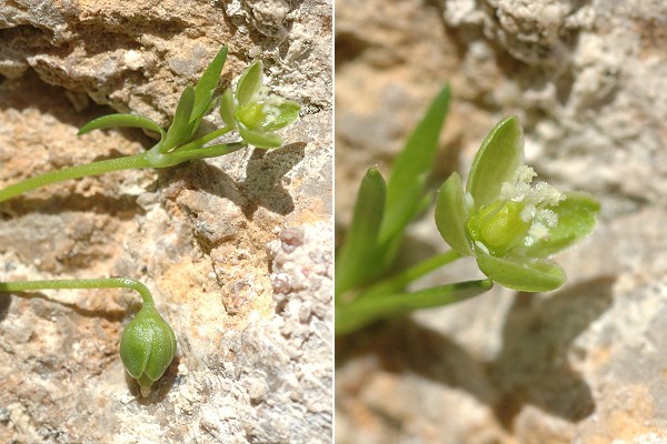 Isle-sur-le-Doubs (Doubs), 18 mai 2009