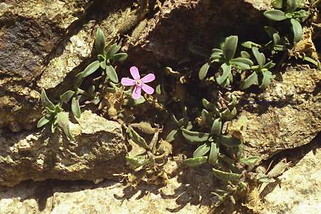 Viru (Corse), 28 juillet 1998