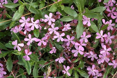 Pont-de-Roide, Les Roches (Doubs), 5 juin 2006