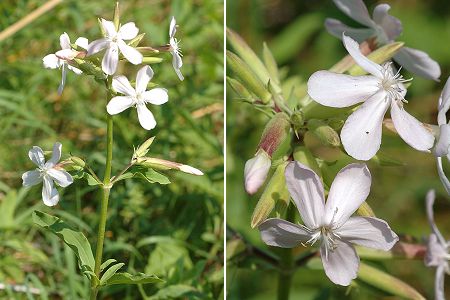 Longevelle (Doubs), 15 juillet 2005