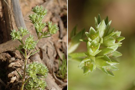 Faymont (Haute-Sa�ne), 22 mai 2007