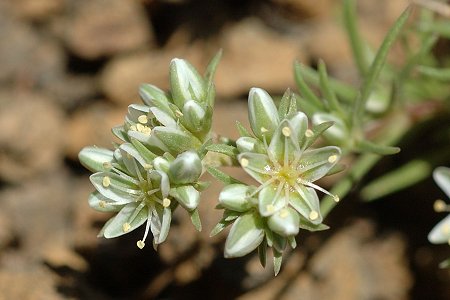 Puy de Lassolas (Puy-de-D�me), 12 juin 2006