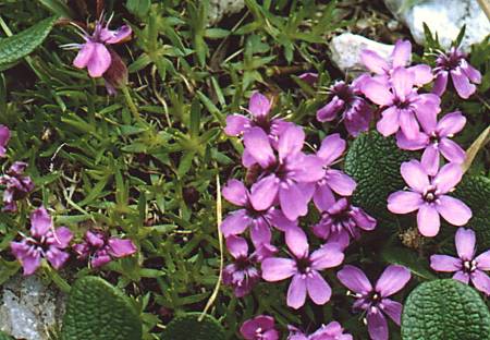 Voralberg (Autriche), 10 juillet 2002