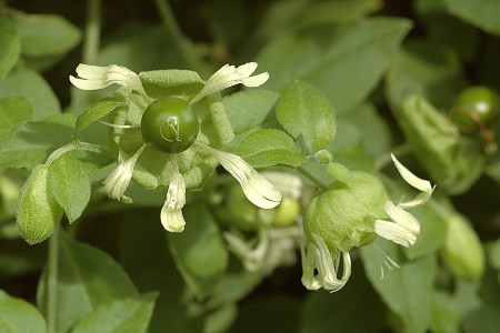 Antignac (Haute-Garonne), 10 août 2009