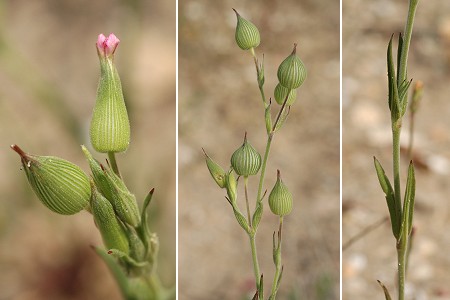 Marseillan (H�rault), 26 avril 2007