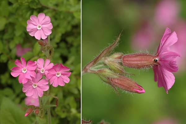 Saulnot (Haute-Sa�ne), 13 mai 2006