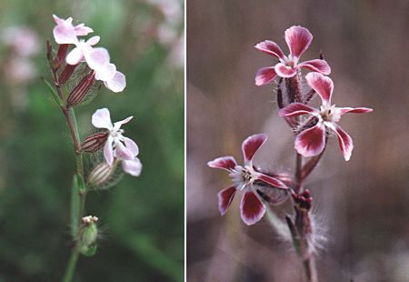 Gigaro (Var), 7 mai 2000 / Le Muy (Var), 26 mai 1992