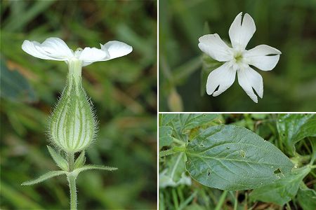 Argenteuil (Val-d'Oise), 9 juillet 2005