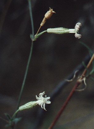Bastia (Corse), 1 novembre 1994
