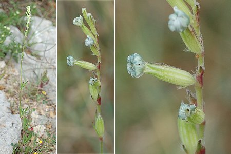 Ile Saint-Martin (Aude), 25 avril 2006