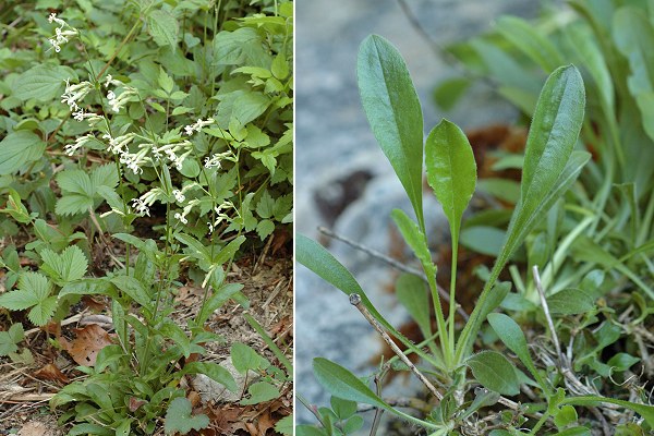 Vermondans (Doubs), 12 mai 2007