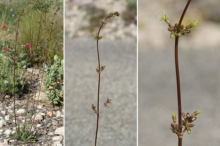 Massif de l'Etoile (Bouches-du-Rh�ne), 1 mai 2006