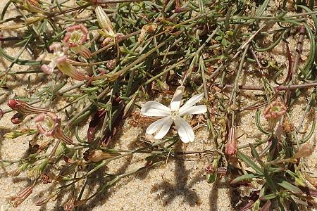 Courant de Huchet (Landes), 15 juillet 2008