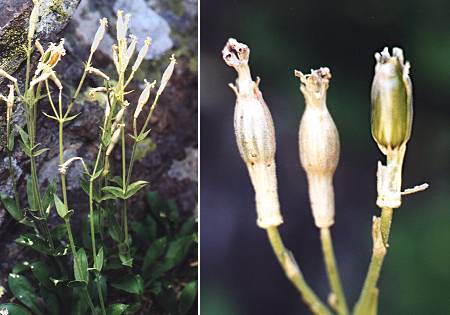 Massif du Cinto (Corse), 2 aot 1998
