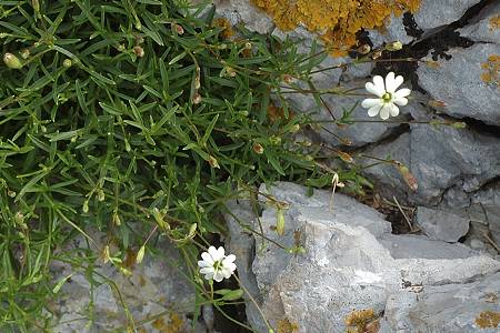 Cazevielle, Pic Saint-Loup (Hrault), 10 mai 2011