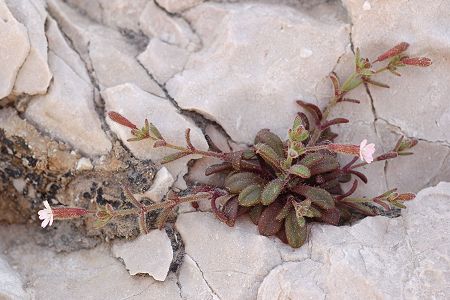 Callelongue, Marseille (Bouches-du-Rh�ne), 1 mai 2006
