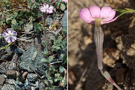La Parata (Corse), 14 avril 2005