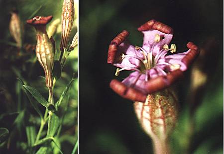 Le Roux, Queyras (Hautes-Alpes), 11 juillet 1998