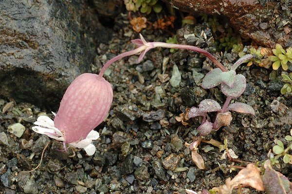 Ceilhac, col de Cristillan (Hautes-Alpes),  30 ao�t 2007