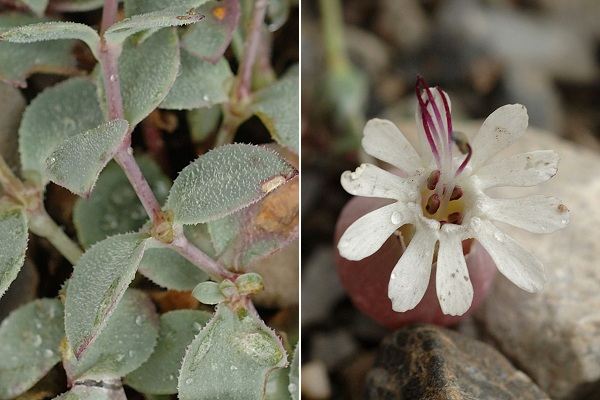 Montgen�vre (Hautes-Alpes), 31 ao�t 2007