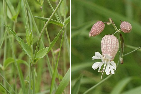 Saulnot (Haute-Sa�ne), 13 mai 2006