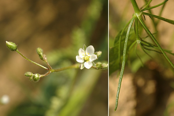 Montenois (Doubs), 3 septembre 2005
